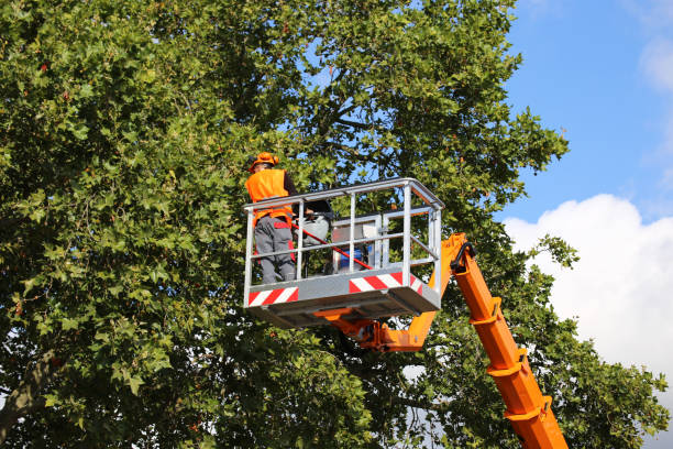 How Our Tree Care Process Works  in  Sonoma State University, CA
