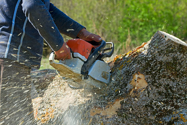 Best Lawn Watering Services  in Sonoma State University, CA
