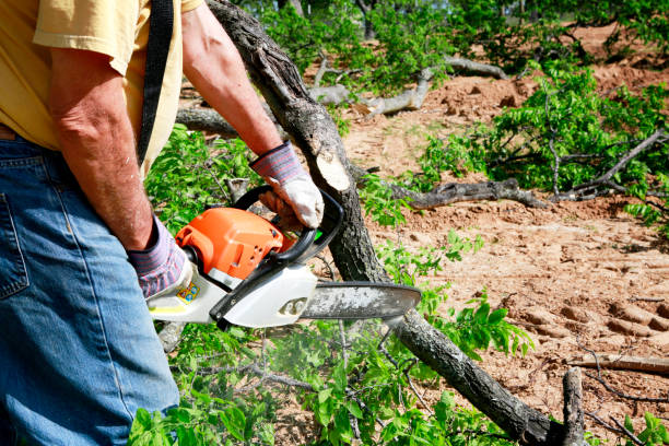 Professional Tree Services in Sonoma State University, CA